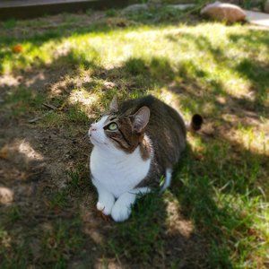 Meet your Posher, Kitty